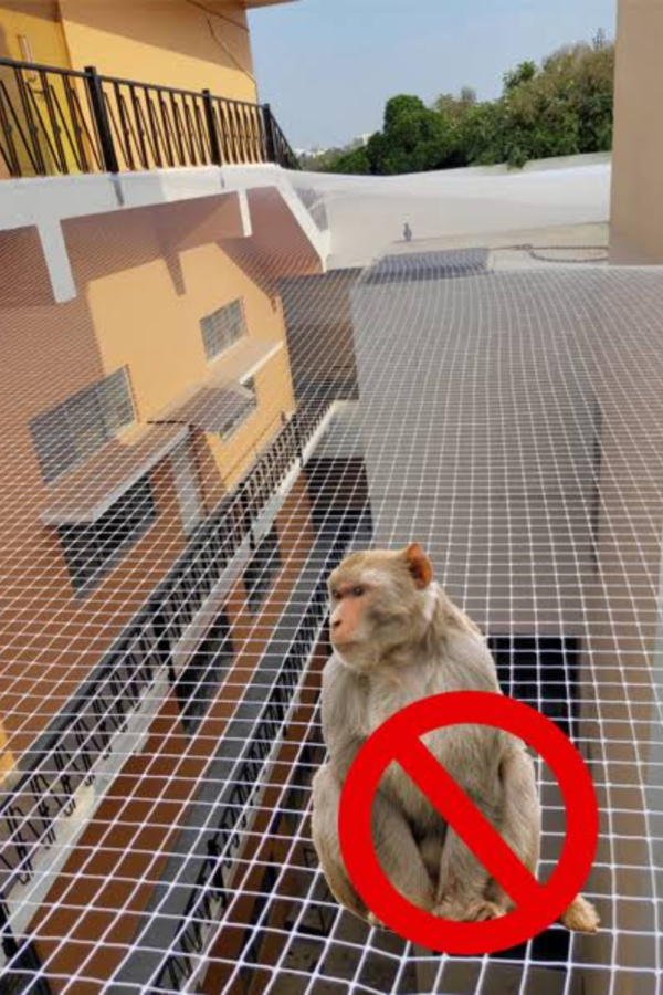 monkey
